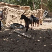 نر بز