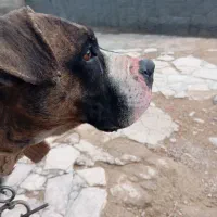 سگ پیتبول ماده