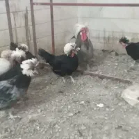 مرغ و خروس لهستانی