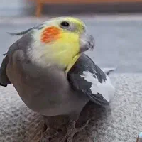 پیدا شده در اصفهانی ها عکس مورد نظر نیست