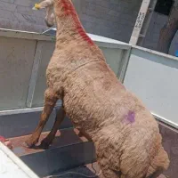 دامداری برکت شاهان گوسفند برای عروسی نوزاد