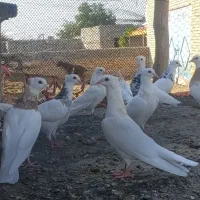 10عدد کبوتر طوقی هفت رنگ جوانه