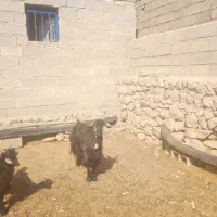 بز و تی بز