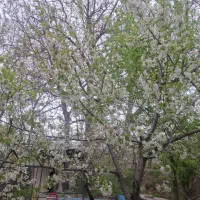 باغ-ویلا-کلاته-نقی