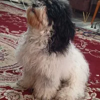 واگذاری سگ شیتزوتریر