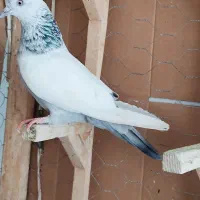 کفتر ماده سینه
