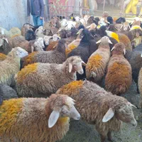 گوسفند زنده به شرط آب نمک نخورده به شرط سلامت گوشت