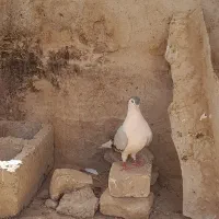 کبوتر ساده سبز