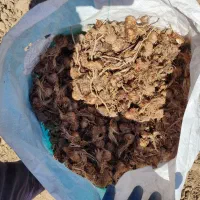 پیاز زعفران