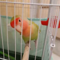 کوتوله برزیلی، طوطی برزیلی