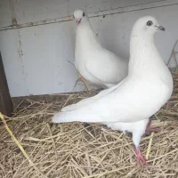 کبوتر  یکجا