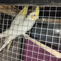 جفت عروس هلندی به همراه قفس بزرگ