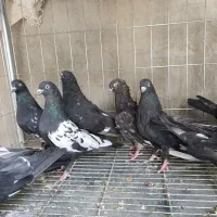 کبوتر کله سیاه آبادانی