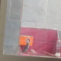 قفس معمولی بزرگ