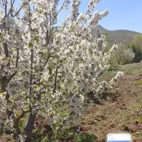 فروش باغ میوه