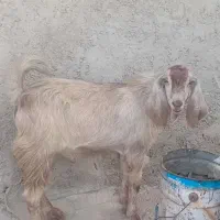 بزغاله نر
