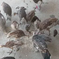 تعدادی جوجه بوقلمون به فروش میرسد