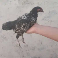 جوجه محلی..