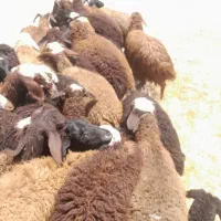 دام کوچک و بزرگ زنده برای جشن وحاجی