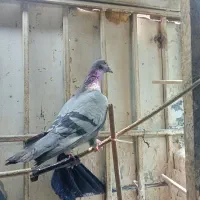 کفتر نر سبز