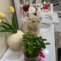 گربه با نژاد