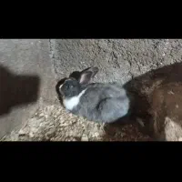 دو جفت خرگوش نر و ماده حامله و سه تا بچه خرگوش