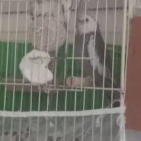 دوجفت عروس هلندی