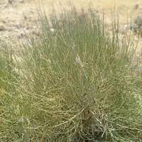 افدرا گیاە دارویی وباستانی