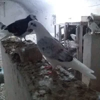 کبوتر