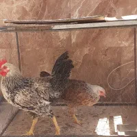 مرغ و خروس