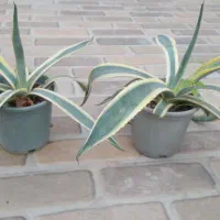 گل آگاو ابلغ و ساده