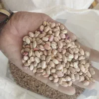 لوبیا چیتی