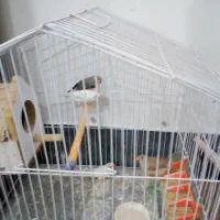 فنچ