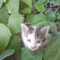 بچه گربه بیرونی اما دستی