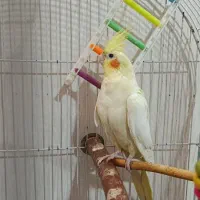 عروس هلندی
