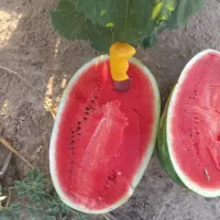 فروش هندوانه جوین سبزوار