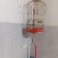 سفارش دو عدد عروس هلندی