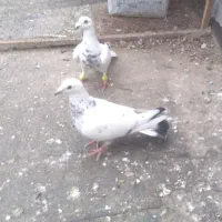 کفتر ماده المانی