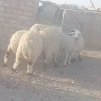 بره ماده گوسفند