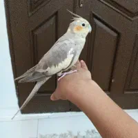 عروس هلندی نر بازیگوش کاملا دستی