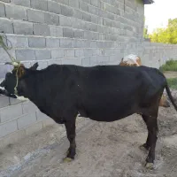 گاو قربانی