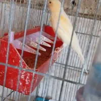 ماده قناری آماده و زیبا