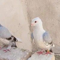 کبوتر،کفتر زیبا