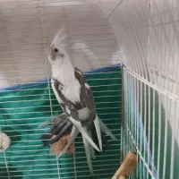 پرنده|پرنده|پلدختر, |دیوار