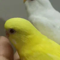 جوجه دوماهه مرغ عشق آلبینو و لوتینو