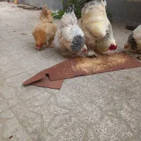 فروش مرغ وخروس برهما