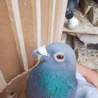 کفتر.
