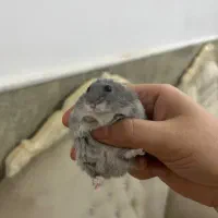 همستر دستی و بامزه
