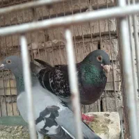 فروش ومعاوضه