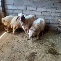 بره چاق ماده
